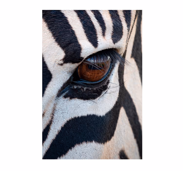 African wall mural eye of the zebra design - TenStickers