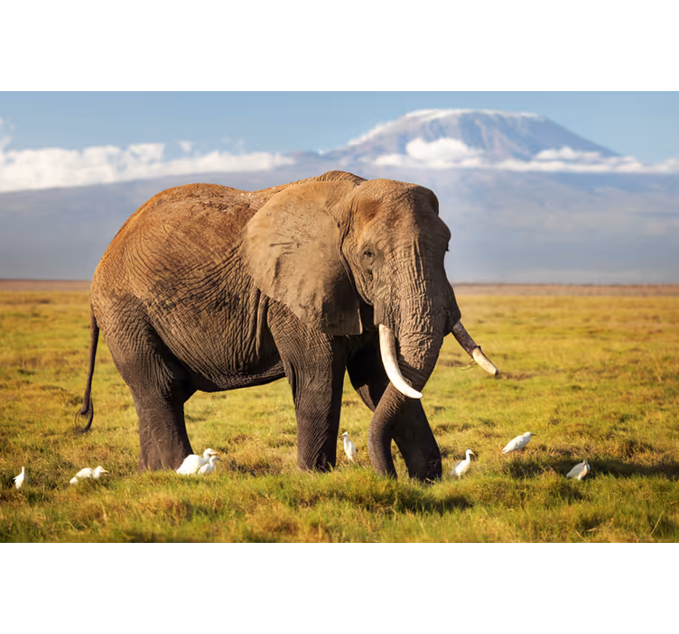 African wall mural kilimanjaro elephant design - TenStickers