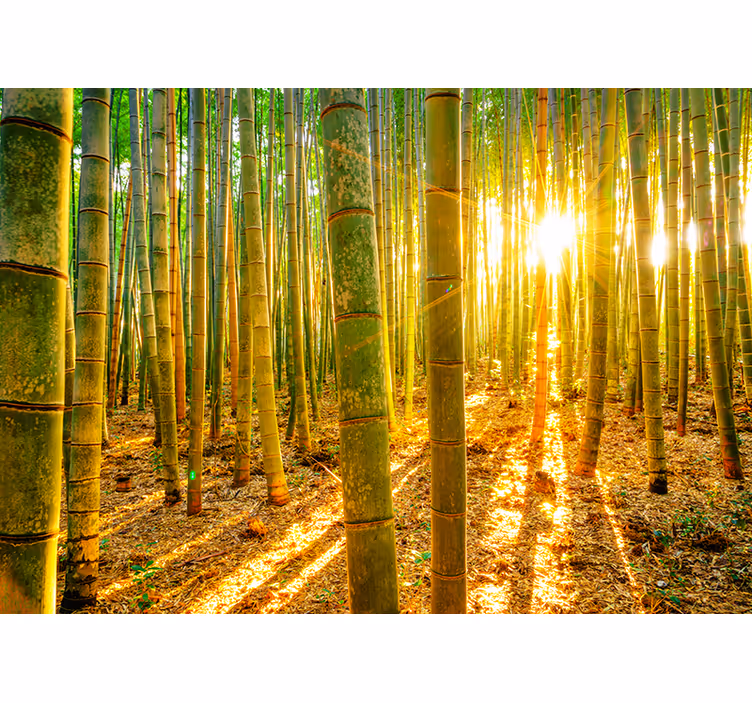 Green wall mural sun and bamboo wallpaper - TenStickers