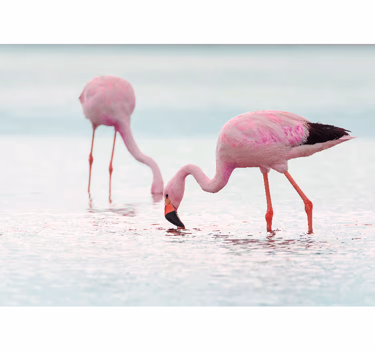 Hallway wall mural of a beautiful pink flamingo in water - TenStickers