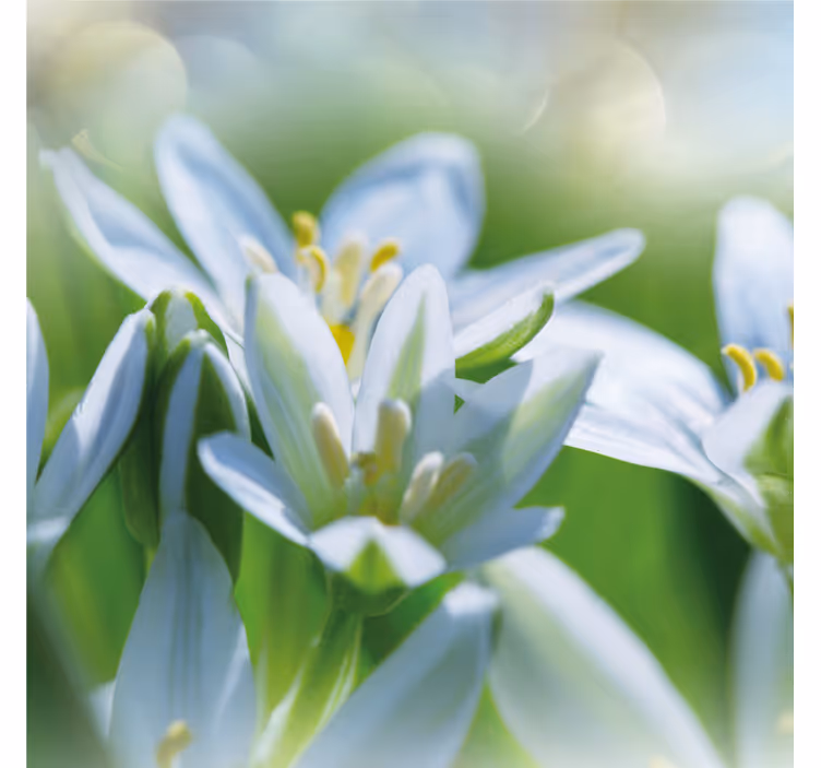 Wall mural entrance meadow of stunning snowdrops - TenStickers