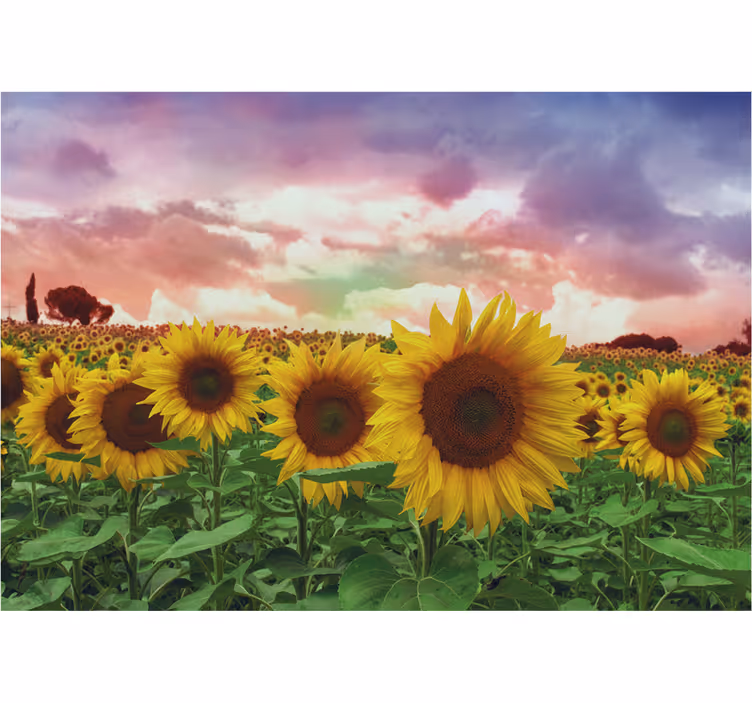 Sunflower field colorful sky wall mural entrance - TenStickers