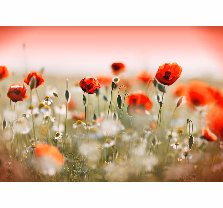 Poppy Field Bloom flower wall mural - TenStickers