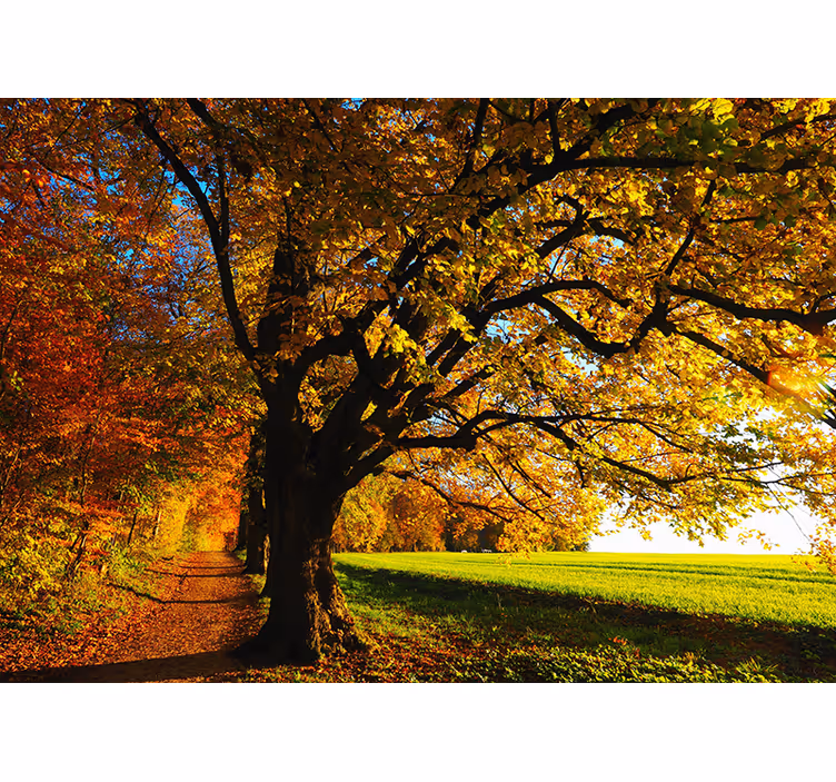 Beautiful autumn tree wall mural - TenStickers