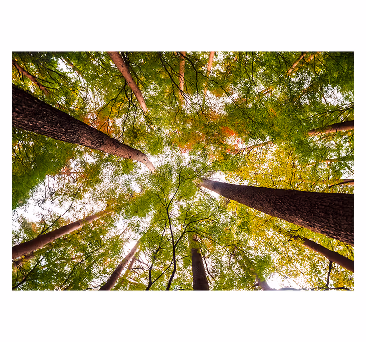 Towering Green Canopy wall mural nature - TenStickers
