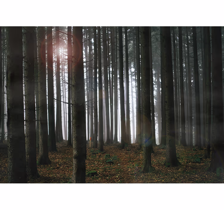 Misty Forest Scene living room wall mural - TenStickers