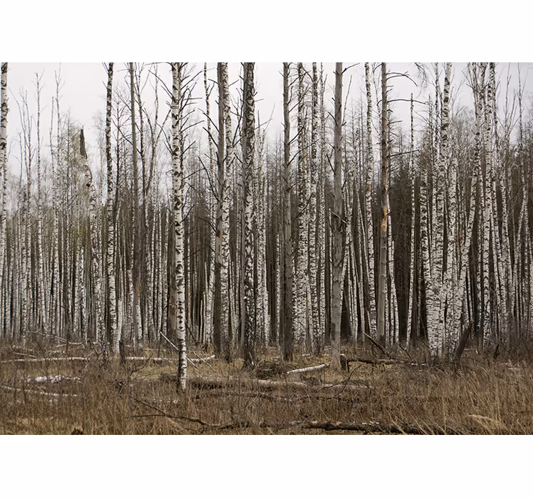 Grey birch forest nature wall mural - TenStickers