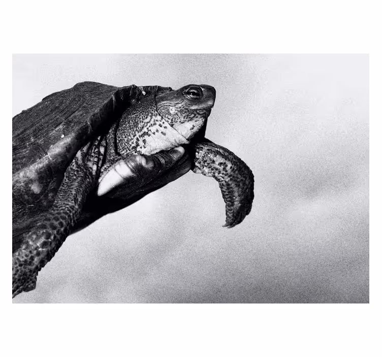 Black and white turtle animal wall mural - TenStickers