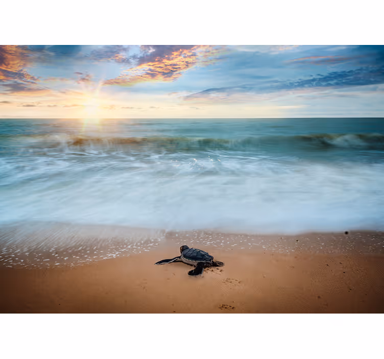 Emerging turtles under the sea wall mural - TenStickers