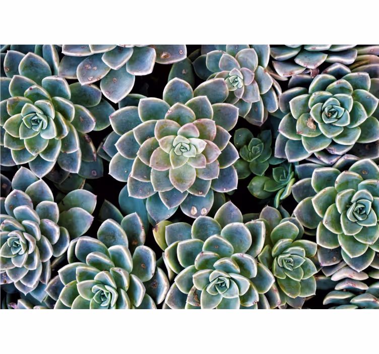 Succulent Plant Collection wall mural nature - TenStickers