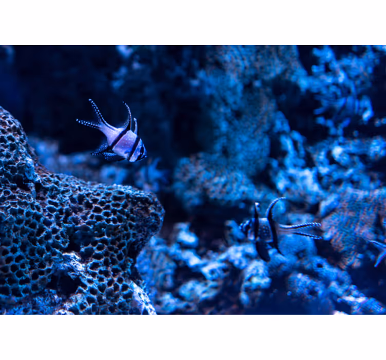 Coral Reef Fish animals wall mural - TenStickers