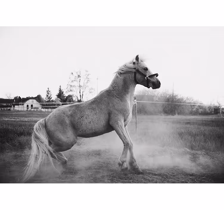 Animals wall mural galloping pony - TenStickers