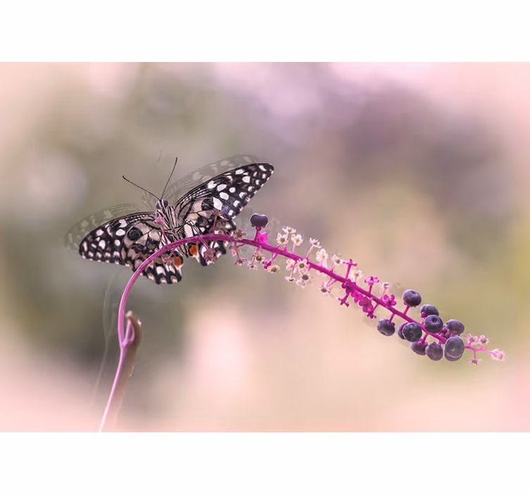 Butterfly atop Blossom flower wall mural - TenStickers