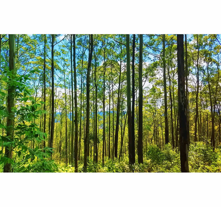 Wall mural nature tall green trees - TenStickers