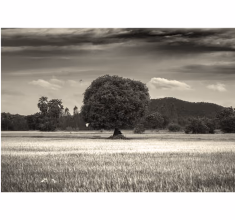 Lone Tree Landscape wall mural trees - TenStickers