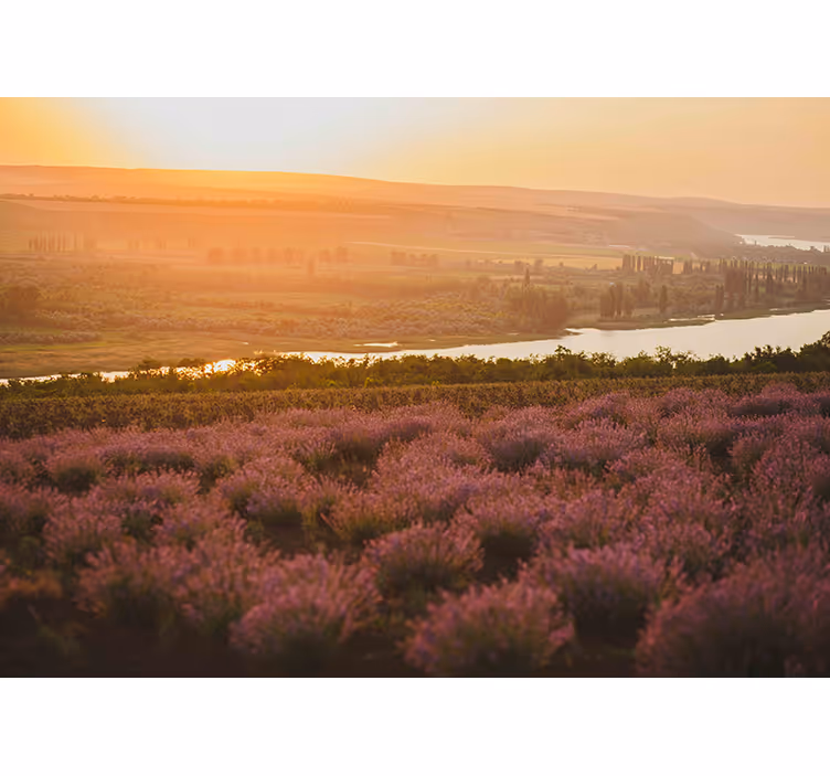Lavender Sunset Landscape flower wall mural - TenStickers