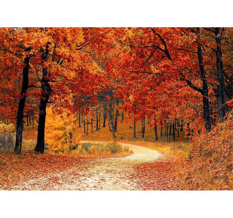 Fall Woodland Trail wall mural nature - TenStickers