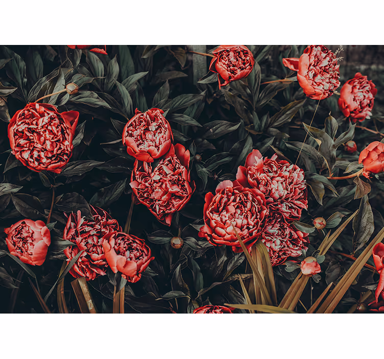 Peony Floral Arrangement flower wall mural - TenStickers