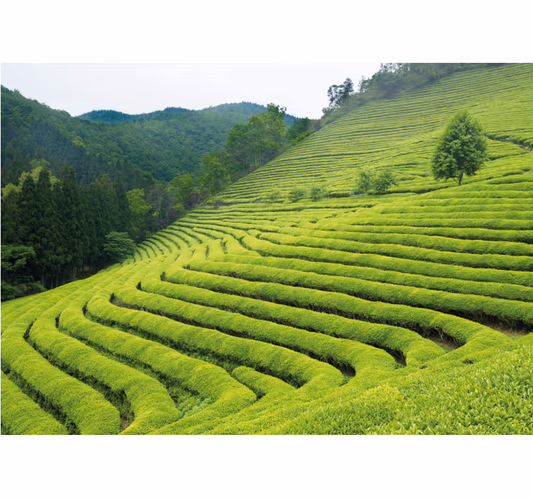 Wall mural nature tea estate landscape - TenStickers