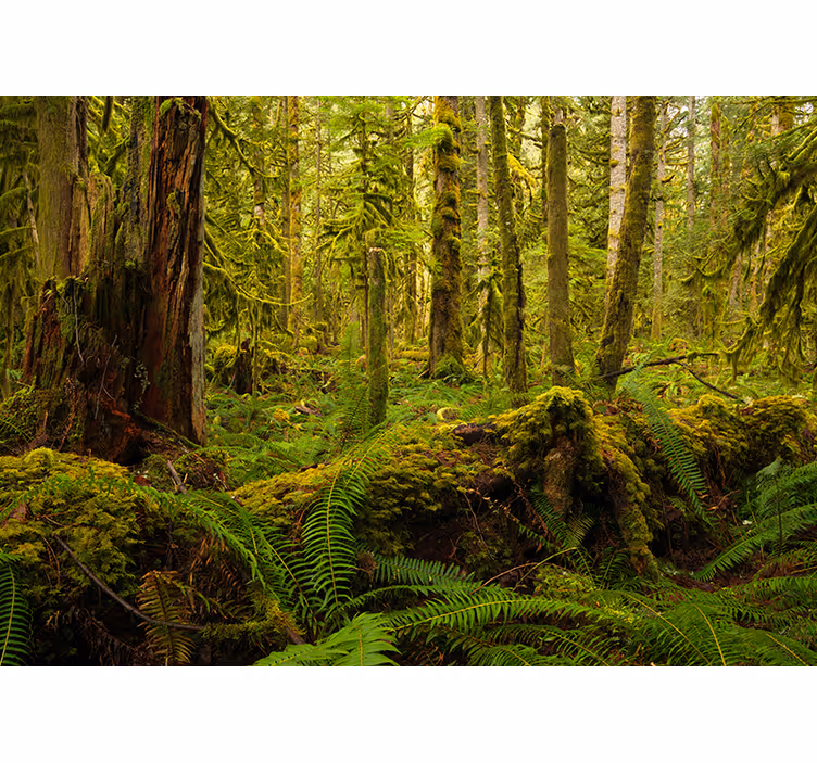 forest green nature wall mural - TenStickers