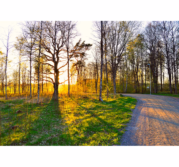 Wall mural nature sunny woodland path - TenStickers