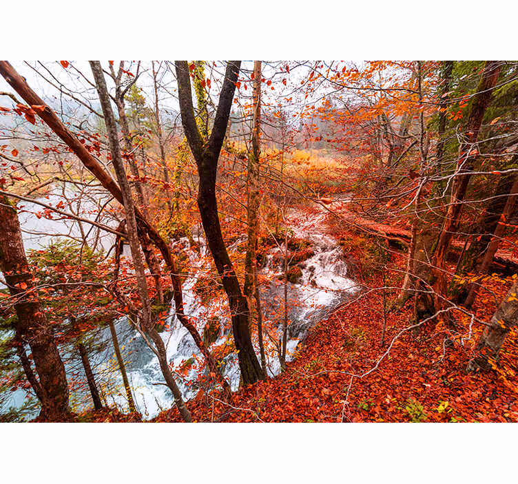 Autumn Forest Scene wall mural nature - TenStickers
