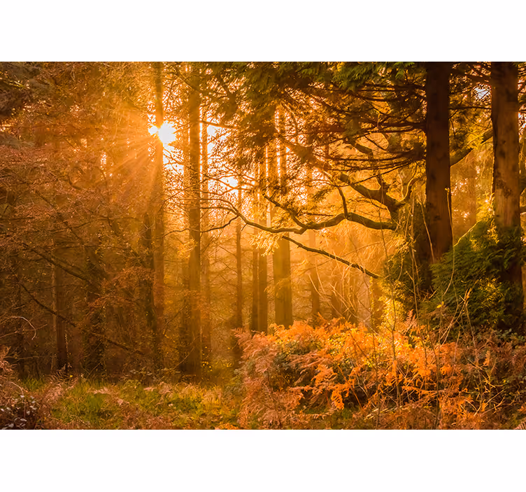 Illuminated Woodland Landscape wall mural nature - TenStickers
