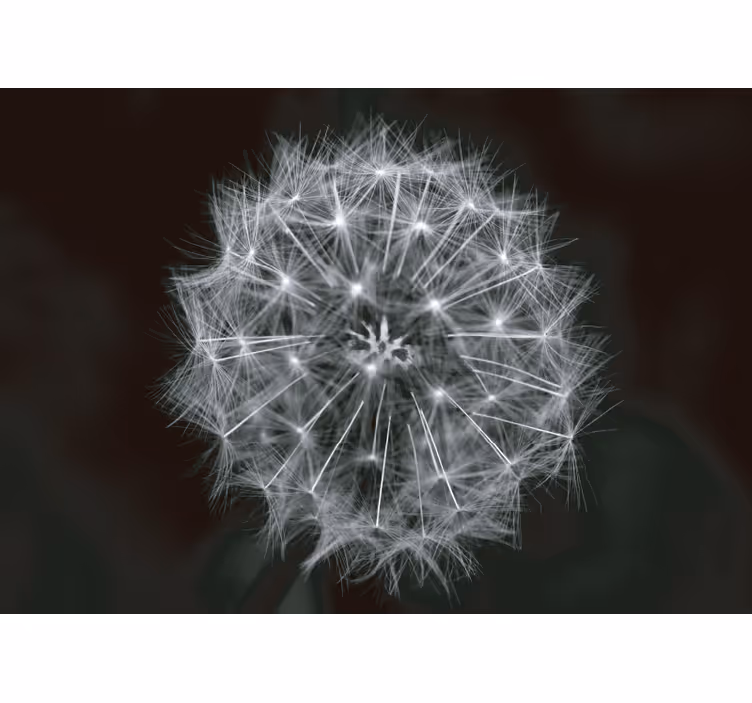 Dandelion wall mural delicate dandelion burst - TenStickers