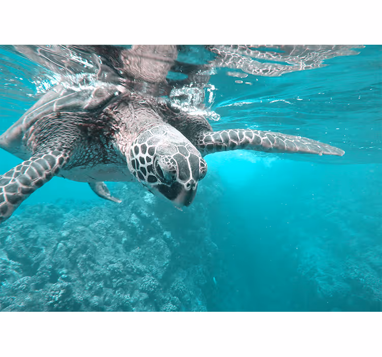 Animals wall mural serene turtle encounter - TenStickers