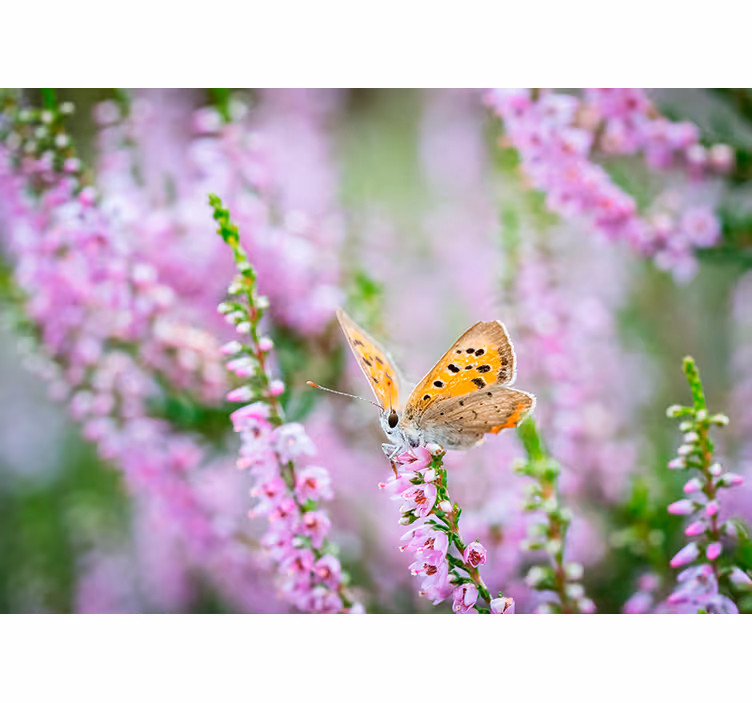 Butterfly on Blossom flower wall mural - TenStickers