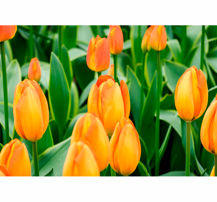 Tulips wall mural tulip blooms abundance - TenStickers