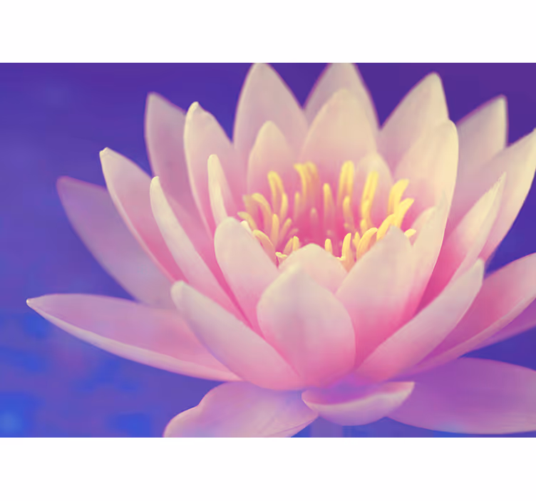 Poppy wall mural elegant water lily design - TenStickers