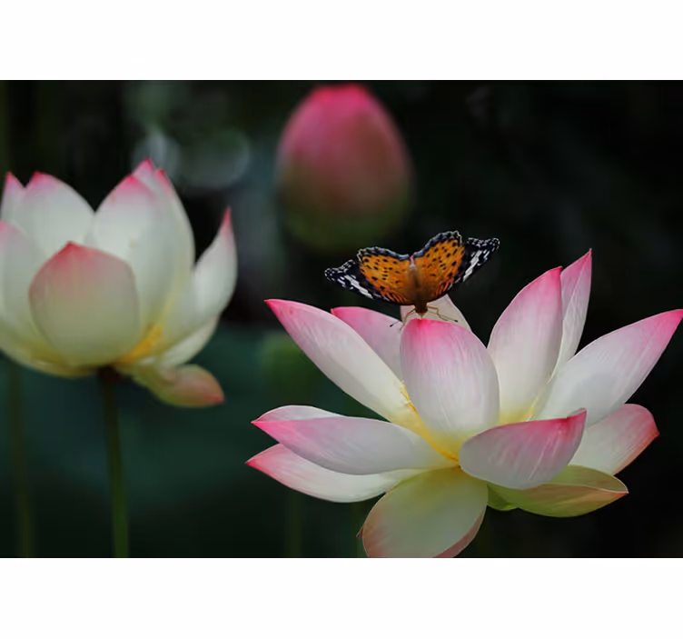 Bright loto flower with butterflies wall mural - TenStickers