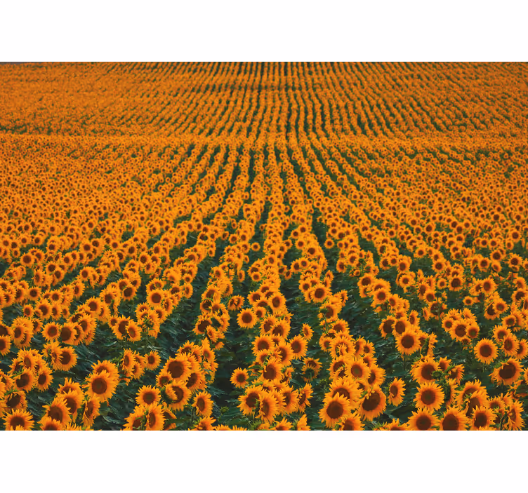 Long sunflower field wall mural - TenStickers