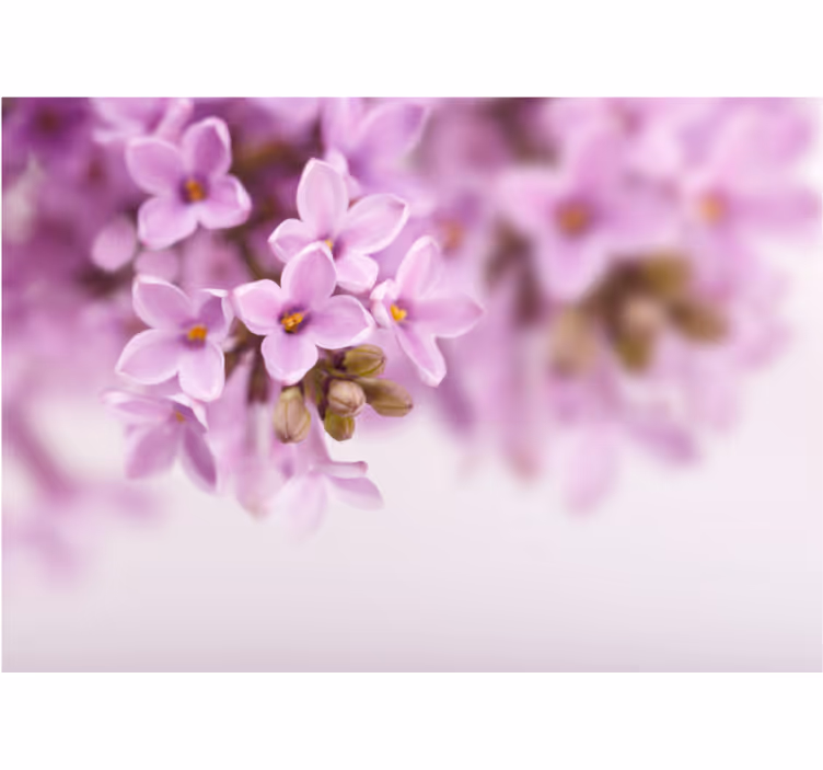 Aesthetic flower design Home office Wall Mural - TenStickers