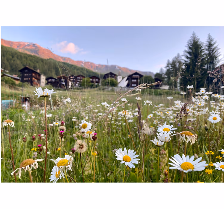 Flower wall mural flowering meadow scene - TenStickers