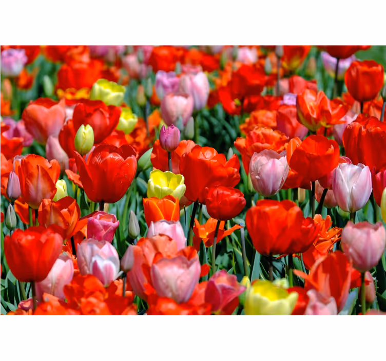 Flower wall mural colorful tulip meadow - TenStickers