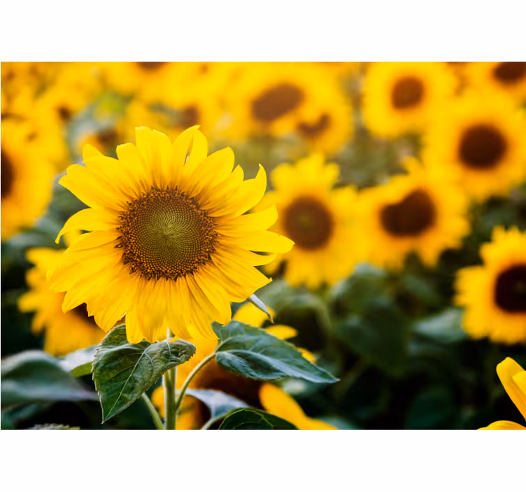 Sun flower field close up wall mural - TenStickers