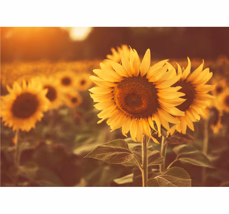 Romantic sun flower field wall mural - TenStickers