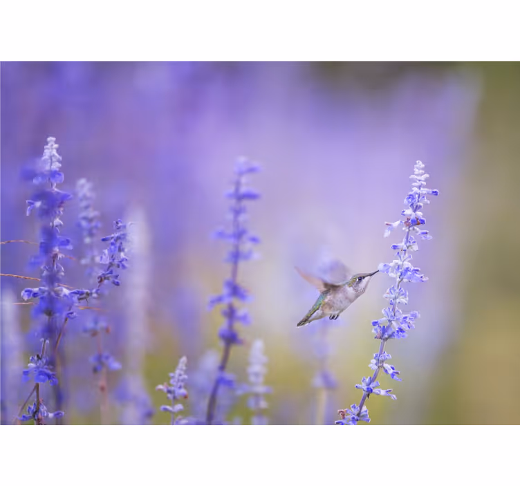 Hummingbird and flowers flower wall mural - TenStickers