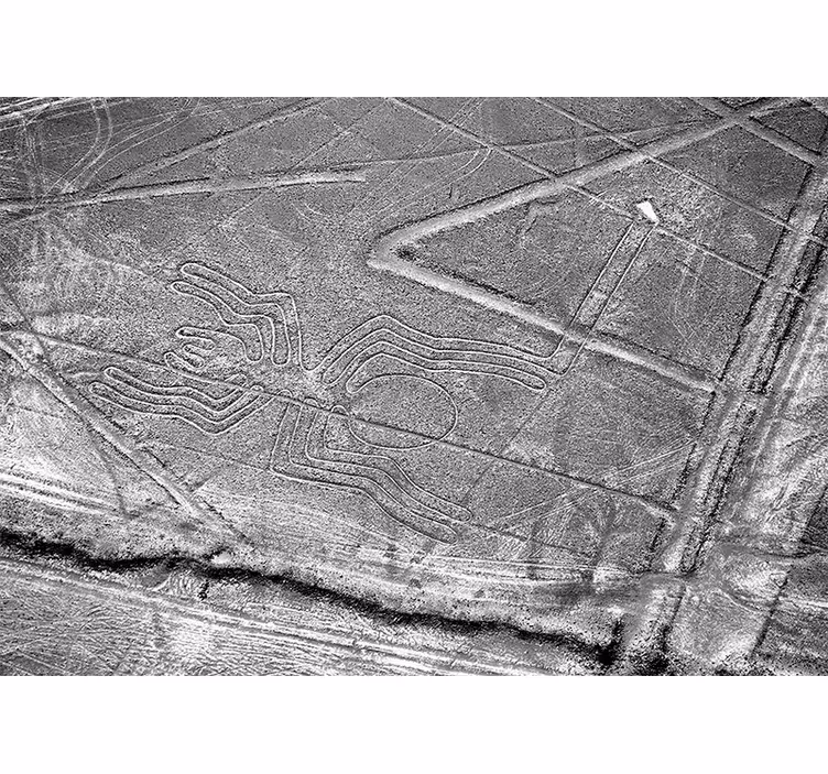 Animals wall mural nazca spider geoglyph - TenStickers