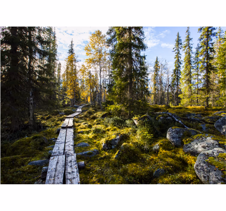 Koli national park Finland wall mural - TenStickers