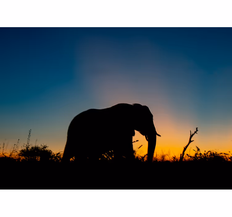 Animals wall mural elephant silhouette sunset - TenStickers