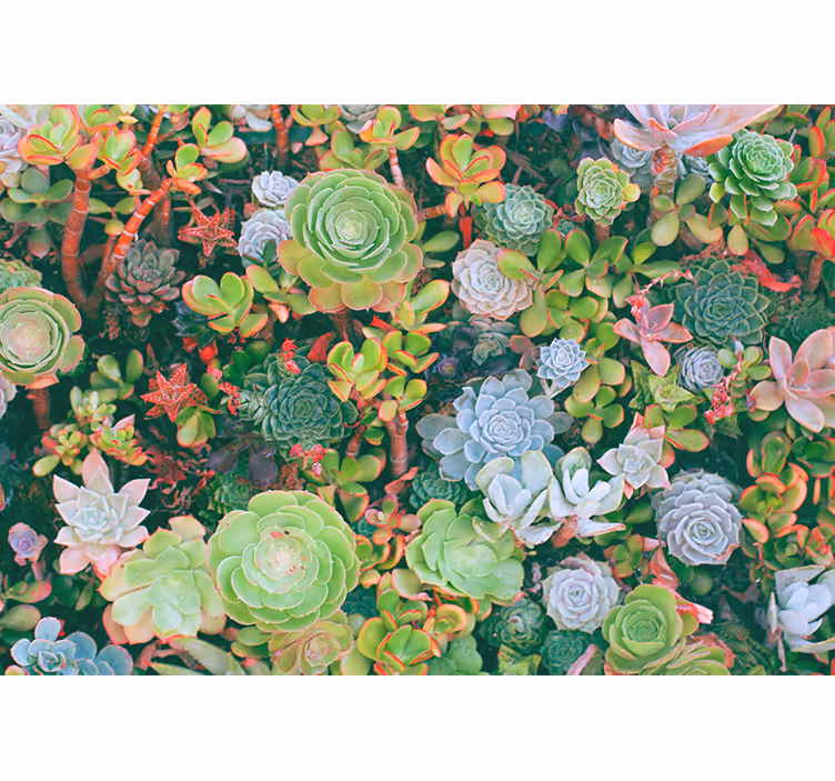 Flower wall mural succulent garden flowers - TenStickers