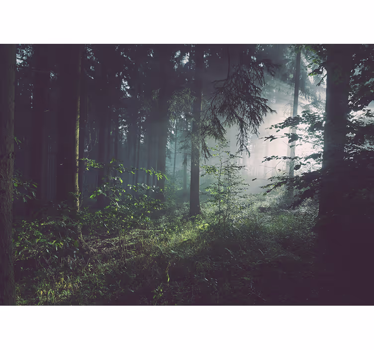 Wall mural nature verdant woodland scene - TenStickers