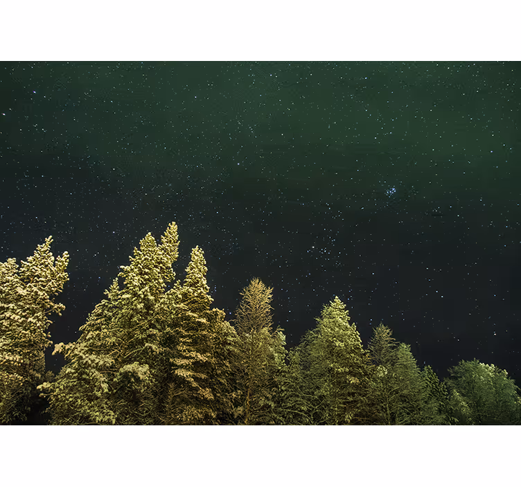 Forest wall mural starry pine forest - TenStickers