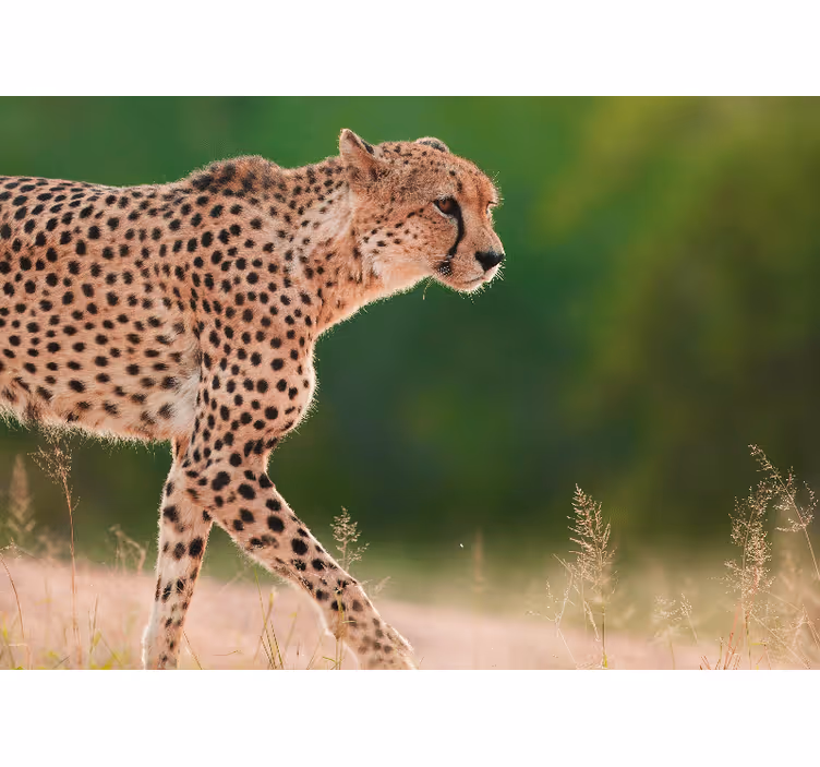 Animals wall mural cheetah in action - TenStickers