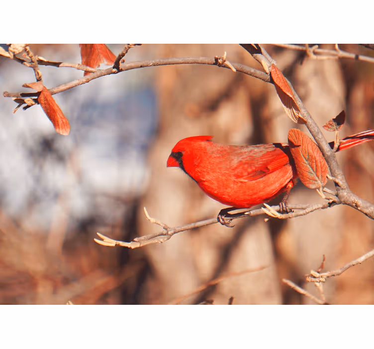 Cardinal perched animals wall mural - TenStickers