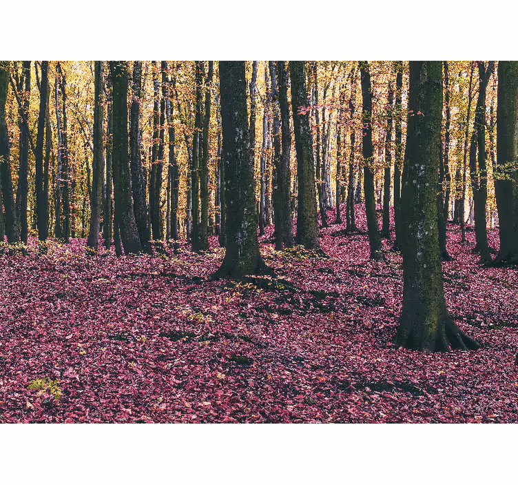 Wall mural nature serene forest landscape - TenStickers