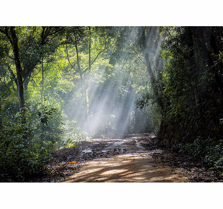 Wall mural nature luminous woodland path - TenStickers